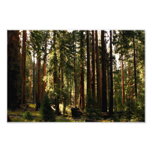 Sequoia-Nationalpark Fotodruck