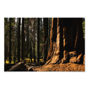 Sequoia-Nationalpark Fotodruck