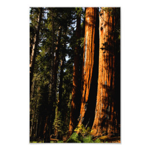 Sequoia-Nationalpark Fotodruck