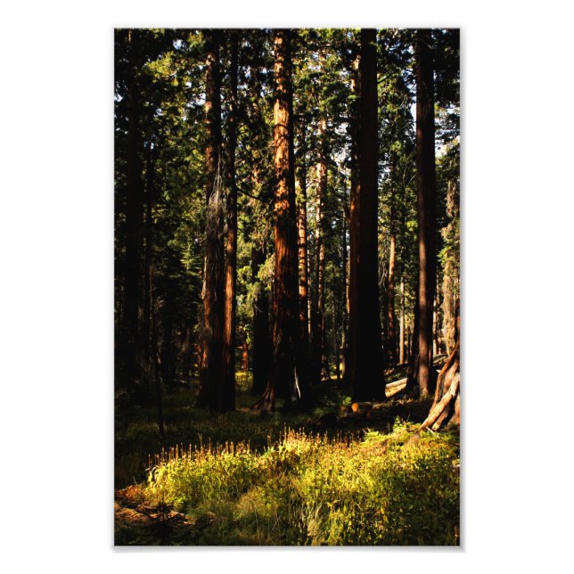 Sequoia-Nationalpark Fotodruck (Vorne)