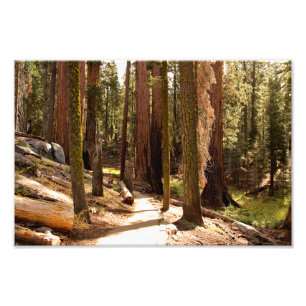Sequoia-Nationalpark Fotodruck