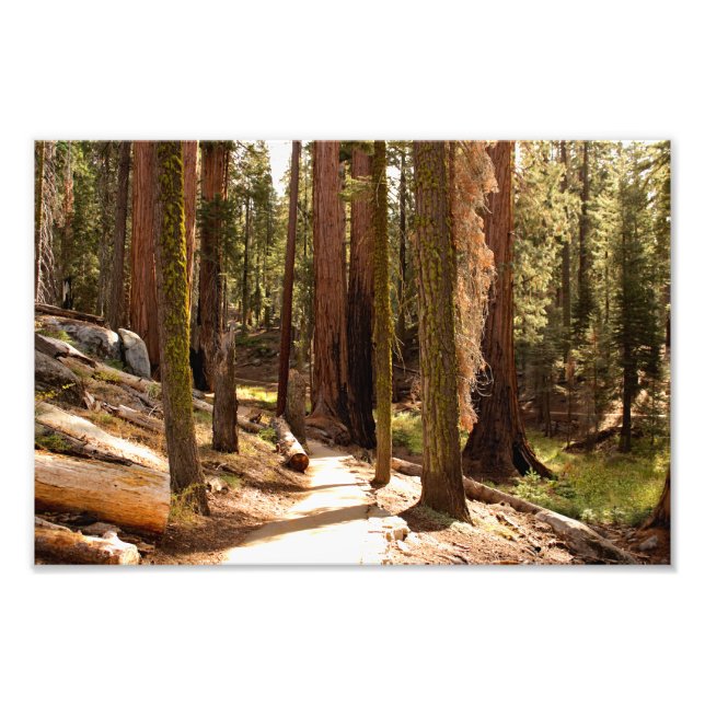 Sequoia-Nationalpark Fotodruck (Vorne)