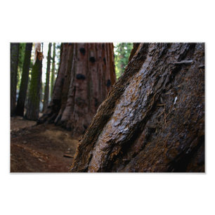 Sequoia-Nationalpark Fotodruck