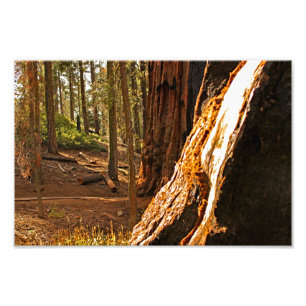 Sequoia-Nationalpark Fotodruck