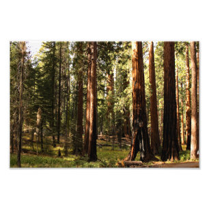 Sequoia-Nationalpark Fotodruck