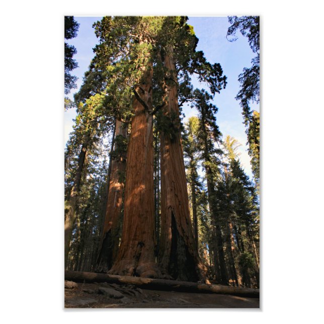 Sequoia-Nationalpark Fotodruck (Vorne)