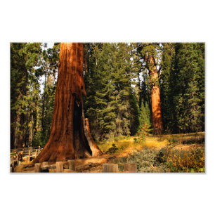 Sequoia-Nationalpark Fotodruck