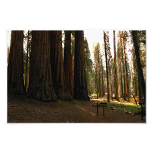 Sequoia-Nationalpark Fotodruck