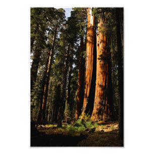 Sequoia-Nationalpark Fotodruck