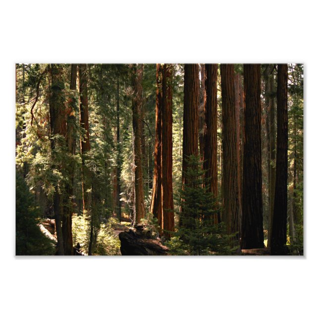 Sequoia-Nationalpark Fotodruck (Vorne)
