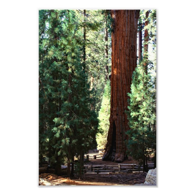 Sequoia-Nationalpark Fotodruck (Vorne)