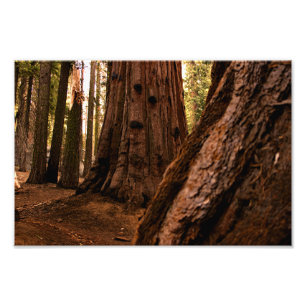 Sequoia-Nationalpark Fotodruck