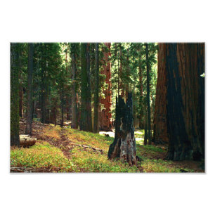 Sequoia-Nationalpark Fotodruck