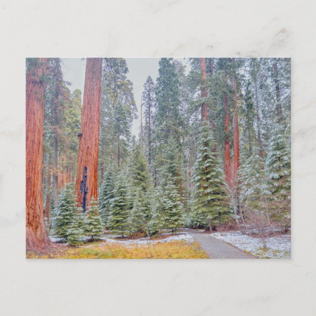Sequoia-Nationalpark im Winter Postkarte (Vorderseite)