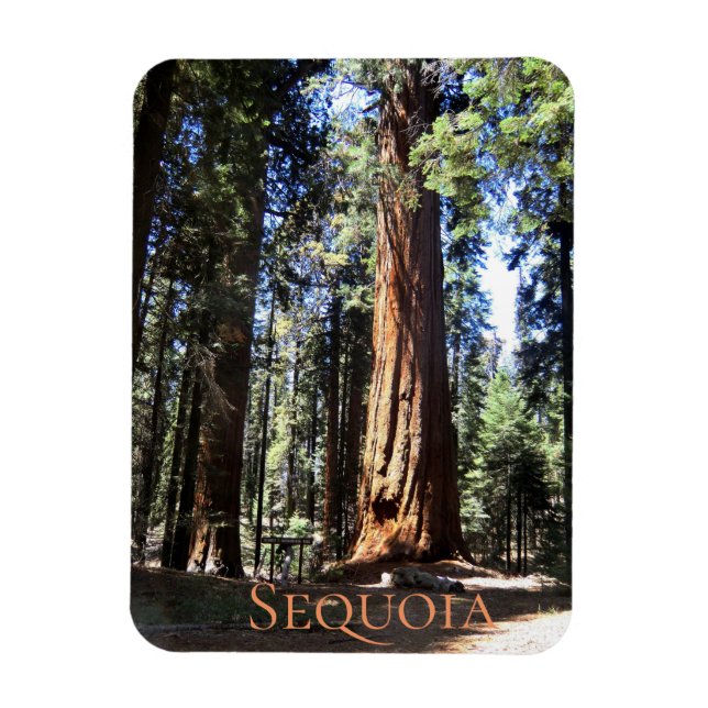 Sequoia-Nationalpark Magnet (Vertikal)