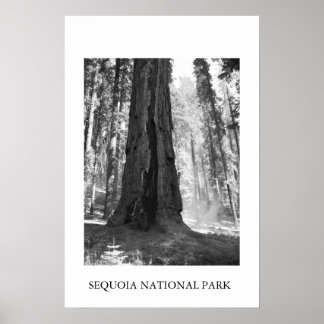 Sequoia-Nationalpark Poster