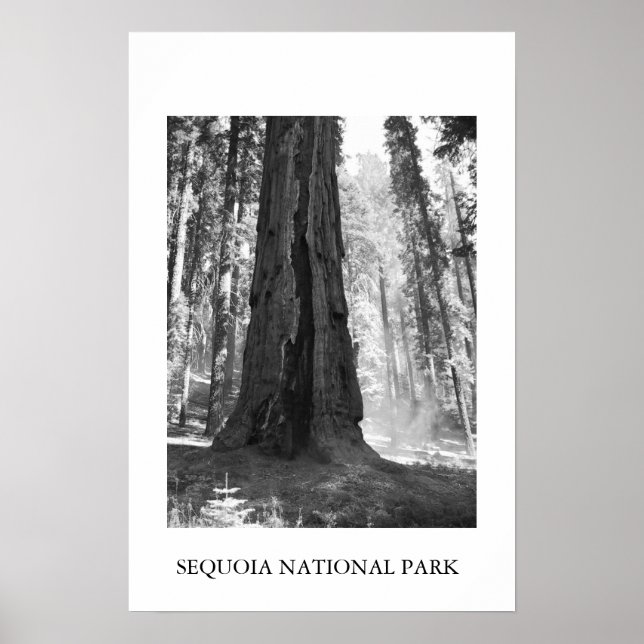 Sequoia-Nationalpark Poster (Vorne)