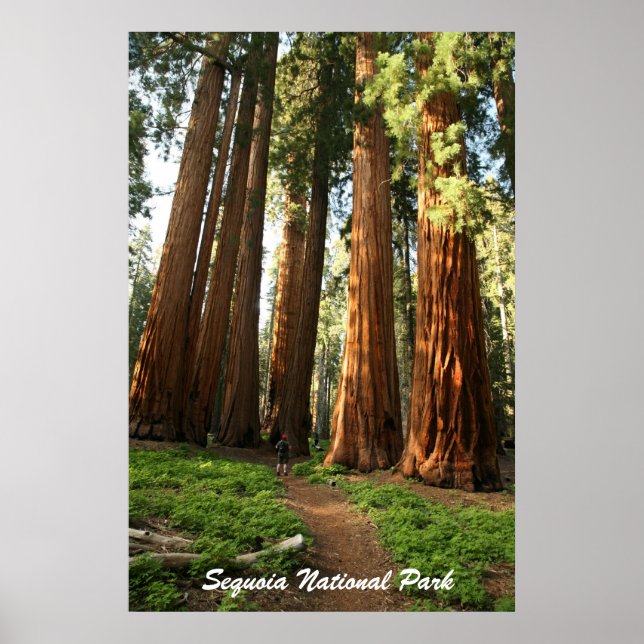Sequoia-Nationalpark Poster (Vorne)