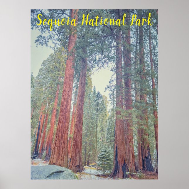 Sequoia-Nationalpark Poster (Vorne)