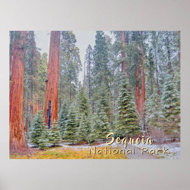 Sequoia-Nationalpark Poster (Vorne)