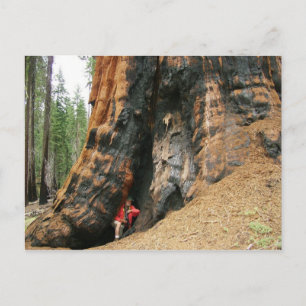 Sequoia-Nationalpark Postkarte
