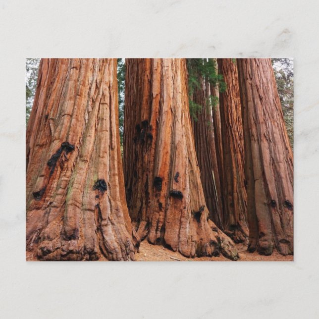 Sequoia-Nationalpark Postkarte (Vorderseite)