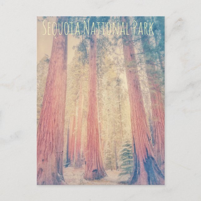 Sequoia-Nationalpark Postkarte (Vorderseite)