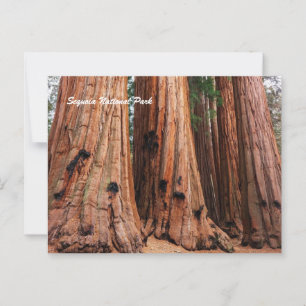 Sequoia-Nationalpark Postkarte