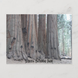 Sequoia-Nationalpark Postkarte