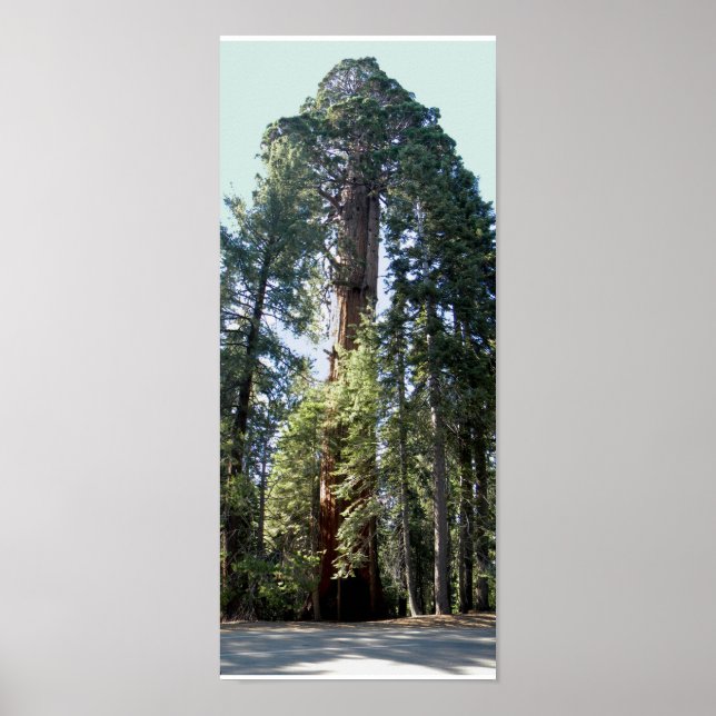 Sequoia Nationalpark Tree Poster (Vorne)