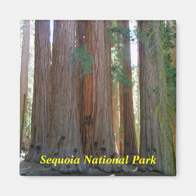 Sequoia-Nationalparkmagnet Magnet (Vorne)