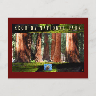 SEQUOIA NAT'L PARK-Kalifornien-Die Giganten Postkarte