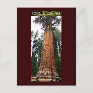 SEQUOIA NAT'L PARK-Kalifornien-General Sherman Postkarte