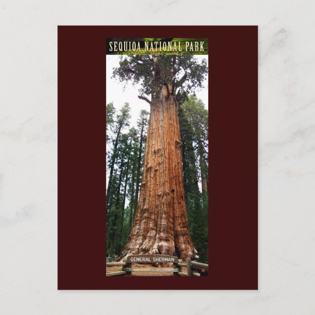 SEQUOIA NAT'L PARK-Kalifornien-General Sherman Postkarte (Vorderseite)