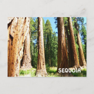 Sequoia Postcard! Postkarte