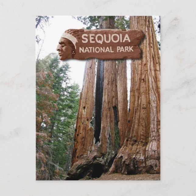 Sequoia-Riesenbäume, Sequoia-Nationalpark, CA Postkarte (Vorderseite)