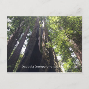 Sequoia Sempervirens Postkarte