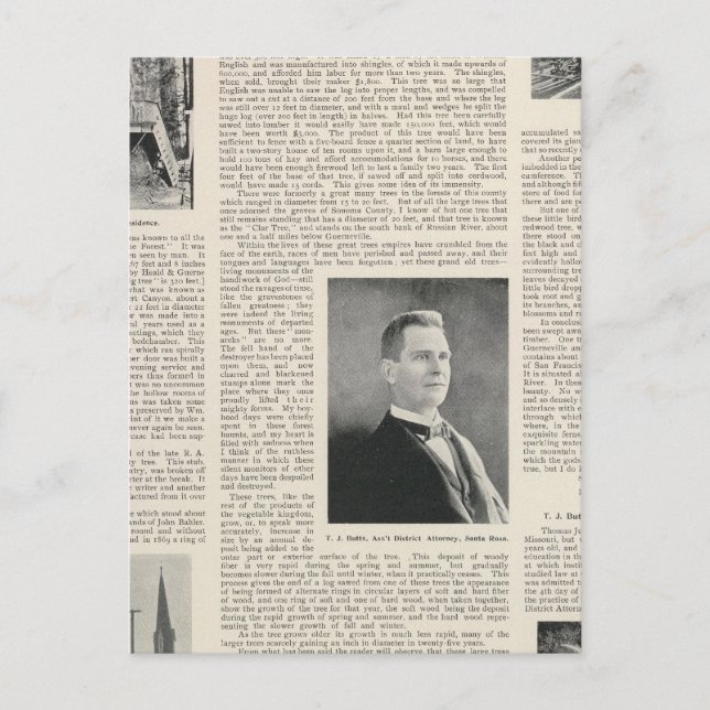 Sequoia Sonoma, Kalifornien Postkarte (Vorderseite)