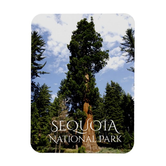 Sequoia Tree against Blue Sky, Sequoia NP Magnet (Vertikal)