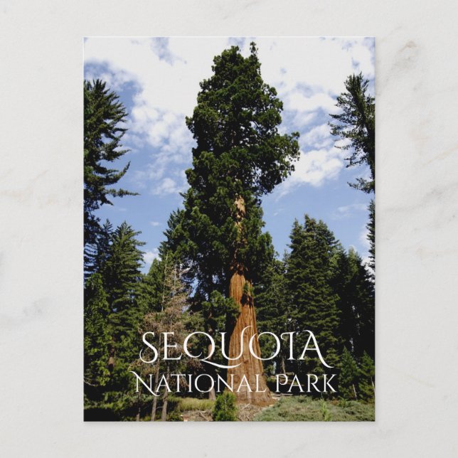 Sequoia Tree against Blue Sky, Sequoia NP Postkarte (Vorderseite)