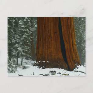 Sequoia Tree im Winter Postkarte
