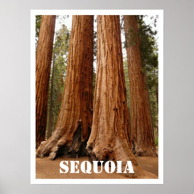 Sequoia Trees, Sequoia National Park, Kalifornien Poster (Vorne)