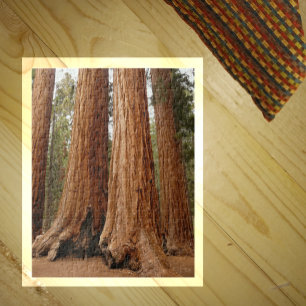 Sequoia Trees, Sequoia National Park, Kalifornien Puzzle