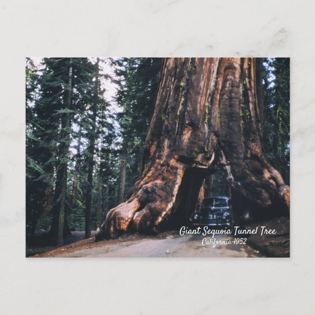 Sequoia Tunnel Tree California 1952 Postkarte (Vorderseite)