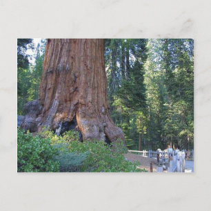 Sequoias Forrest Barkzäune Postkarte