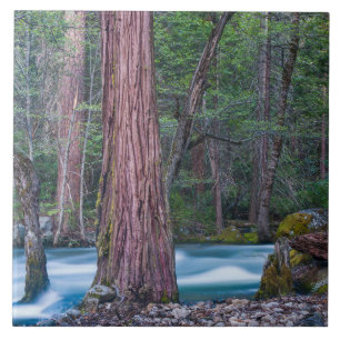 Sequoias & Merced River Yosemite National Park, CA Fliese
