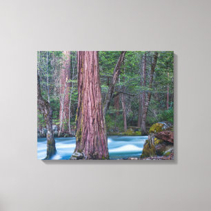 Sequoias & Merced River Yosemite National Park, CA Leinwanddruck