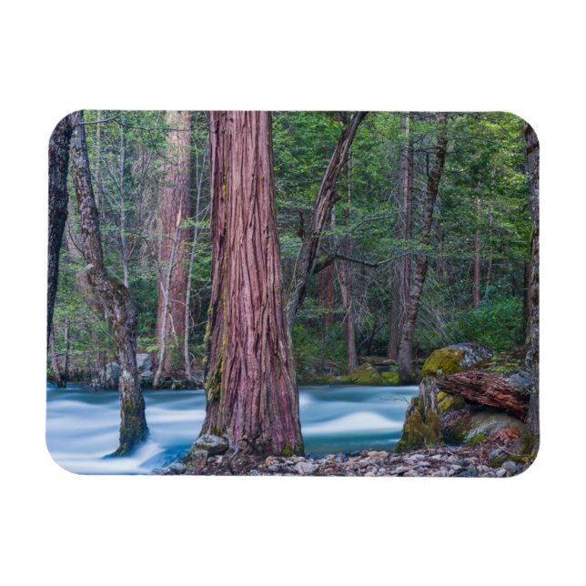 Sequoias & Merced River Yosemite National Park, CA Magnet (Horizontal)