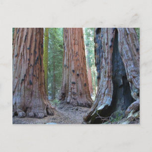 Sequoias Tree Forests Postkarte