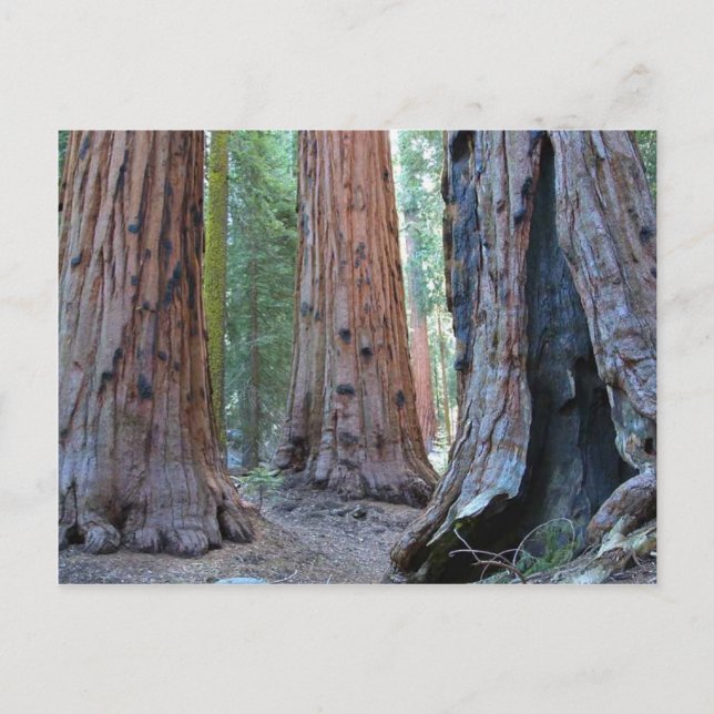 Sequoias Tree Forests Postkarte (Vorderseite)